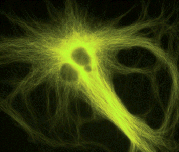 microtubules